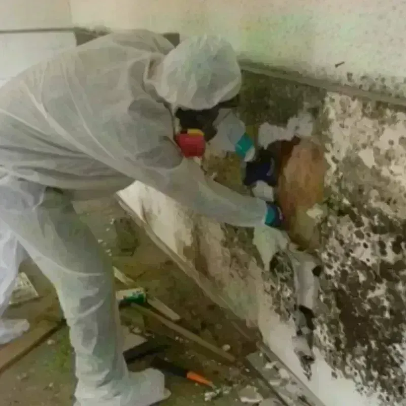 Mold Remediation and Removal in Tremont, ME